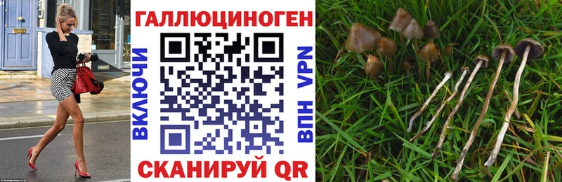 Псилоцибиновые грибы Cubensis  купить   KRAKEN tor  Павловск 